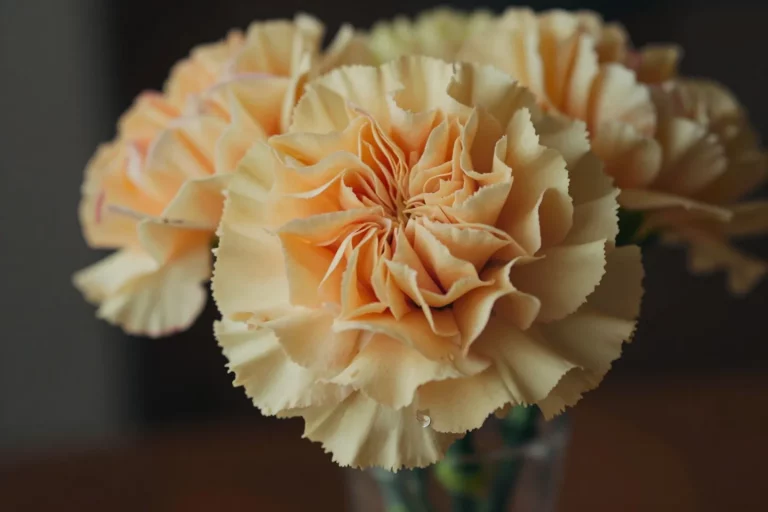 Elegant Carnation Bouquet Designs That Inspire Timeless Beauty—And Steal the Spotlight